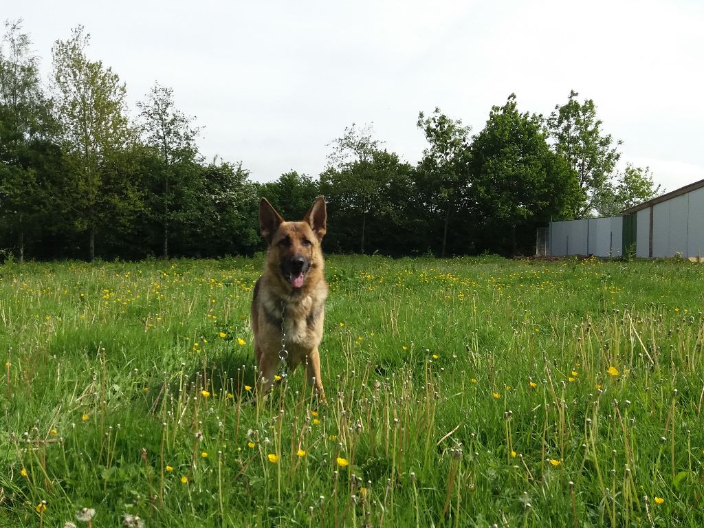 Linka Du Domaine Des Loups Mer