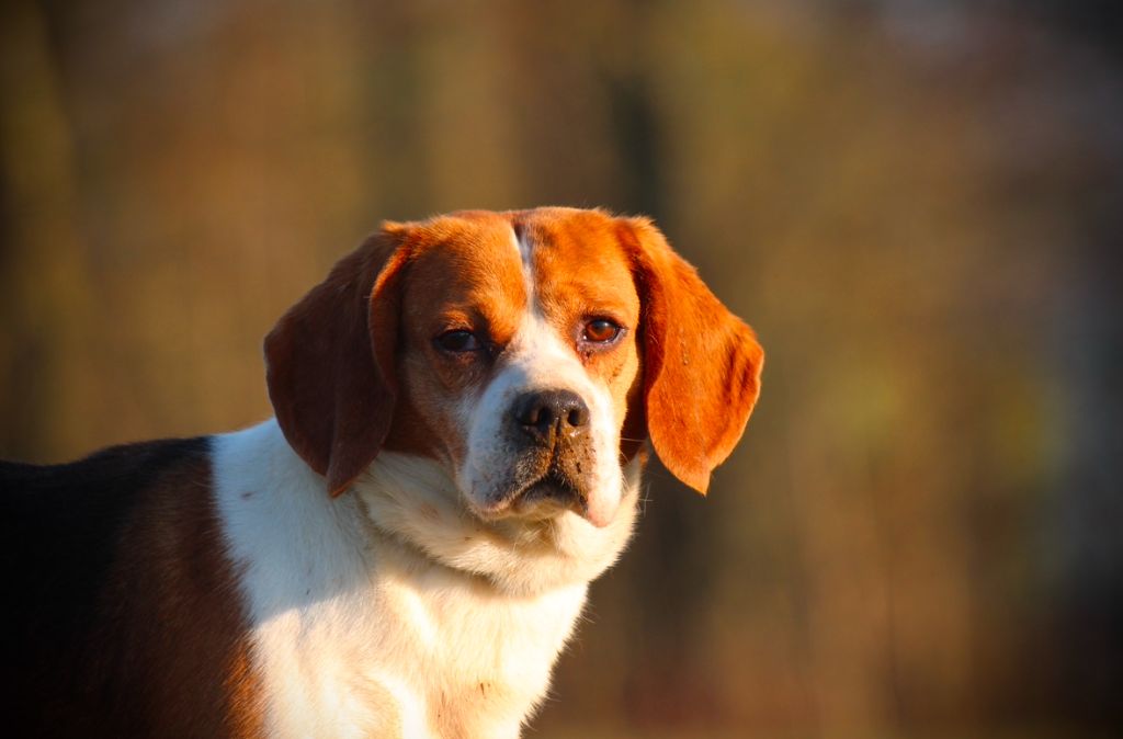 Les Beagle de l'affixe Du Domaine Des Loups Mer