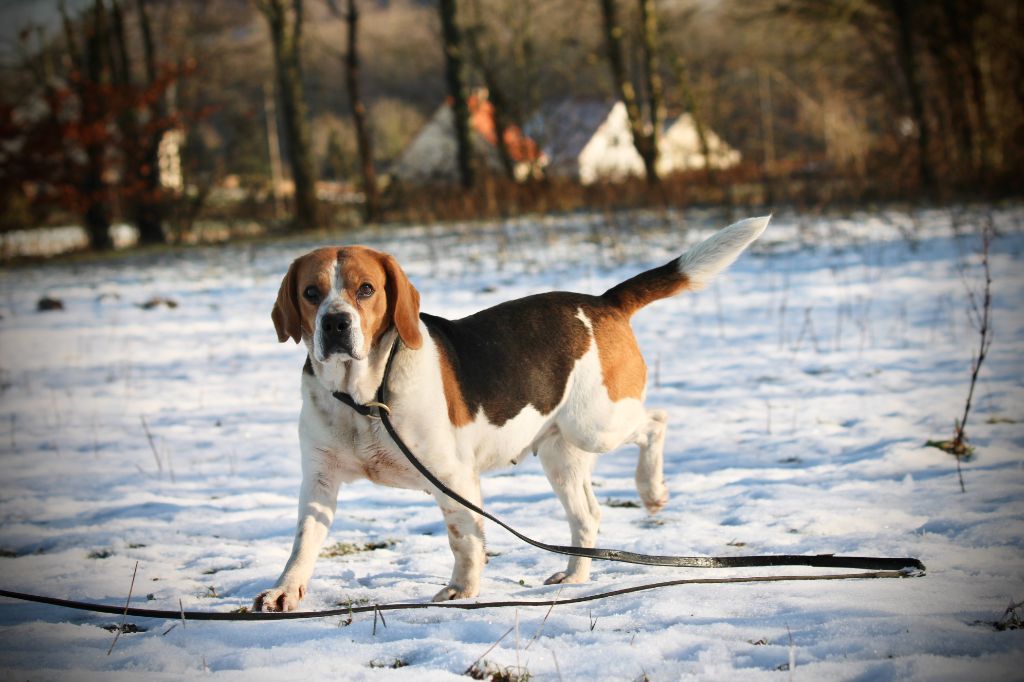 Nicky Du Domaine Des Loups Mer