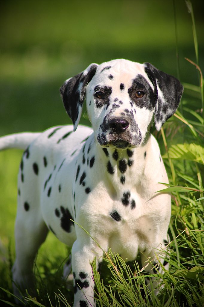 Du Domaine Des Loups Mer - Chiot disponible  - Dalmatien