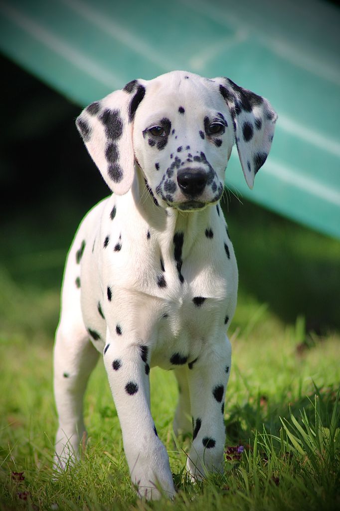 Du Domaine Des Loups Mer - Chiot disponible  - Dalmatien