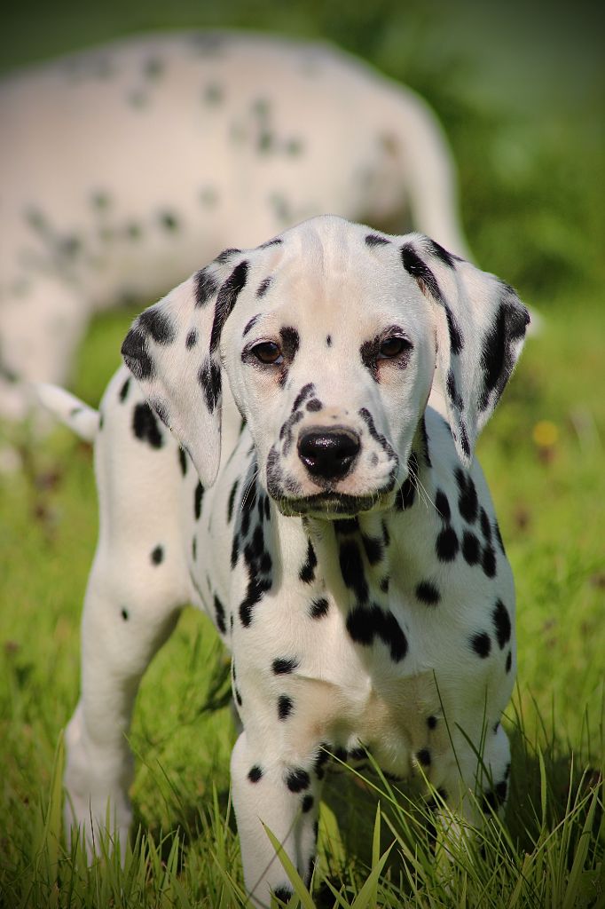 Du Domaine Des Loups Mer - Chiot disponible  - Dalmatien