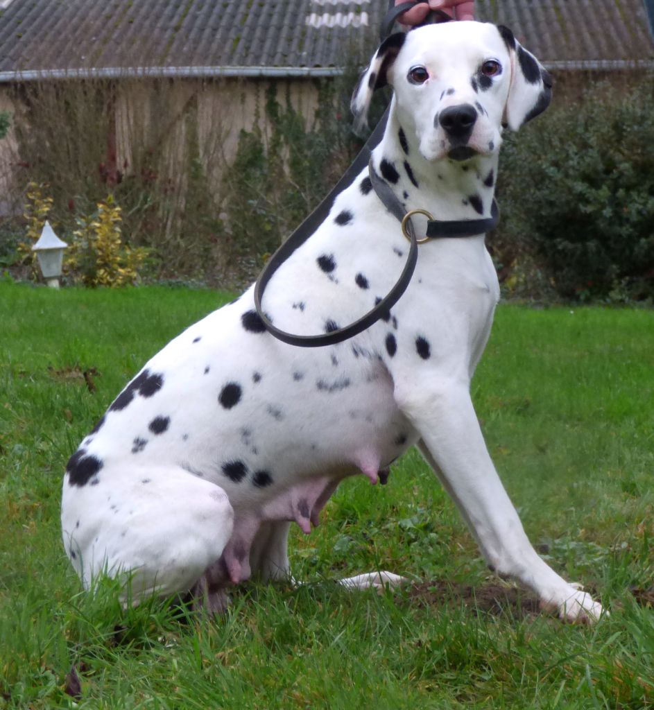 Pepita Du Domaine Des Loups Mer
