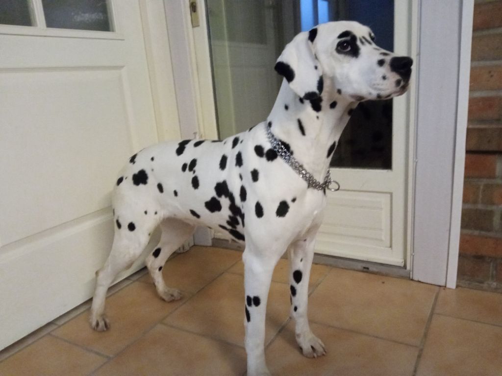 Sissi Du Domaine Des Loups Mer