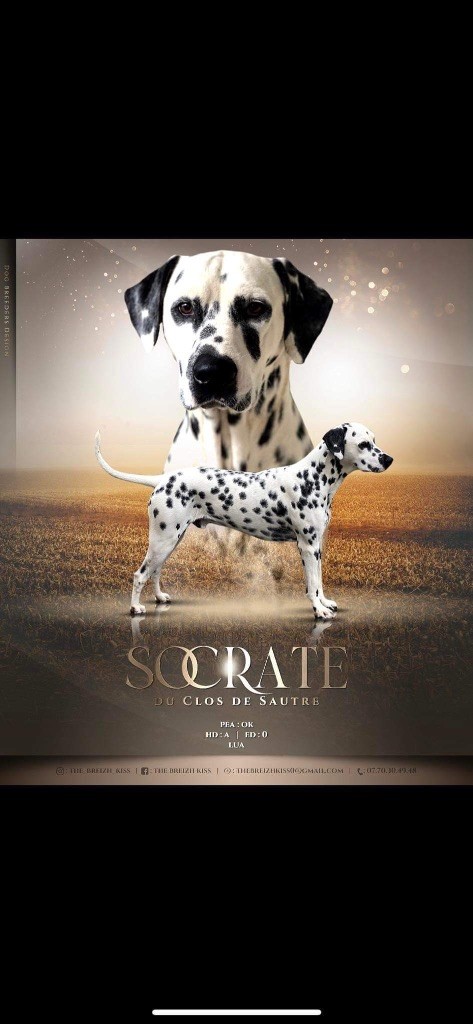 Socrate du clos de sautre