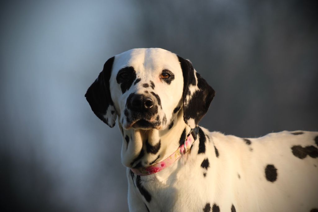 Sibelle Du Domaine Des Loups Mer
