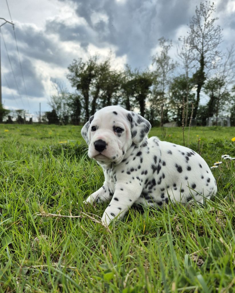 Du Domaine Des Loups Mer - Chiots disponibles - Dalmatien