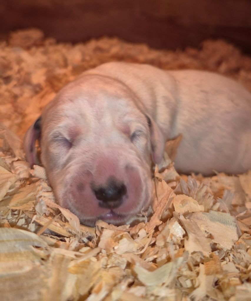 Du Domaine Des Loups Mer - Chiots disponibles - Dalmatien