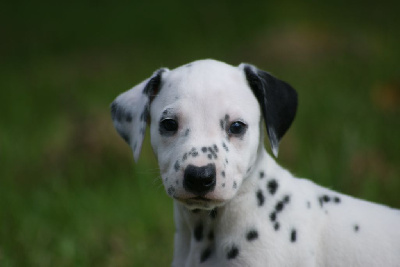 CHIOT 9