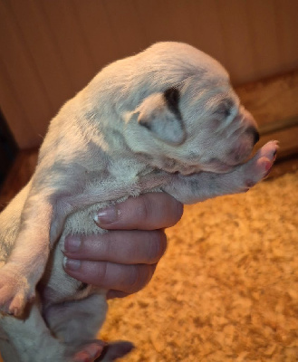CHIOT