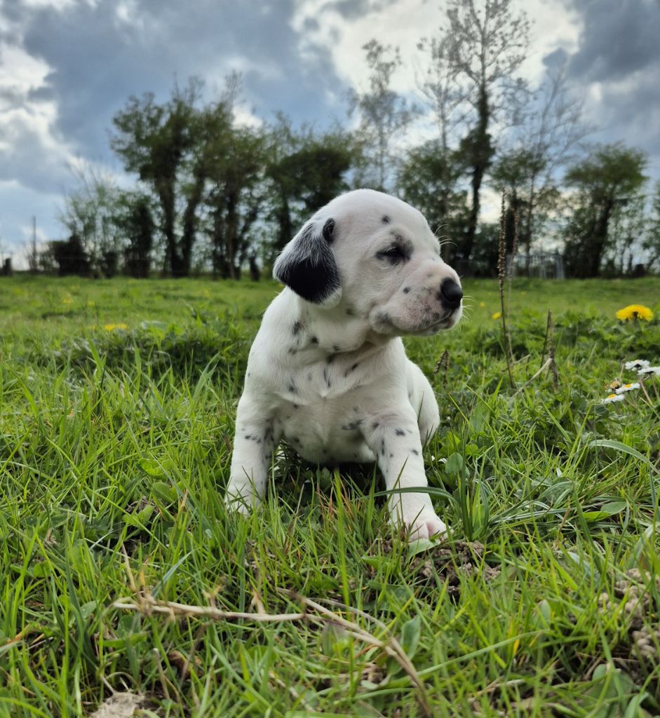 Du Domaine Des Loups Mer - Chiots disponibles - Dalmatien